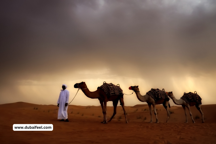 Capture Unforgettable Moments desert camel ride , camell activity in dubai