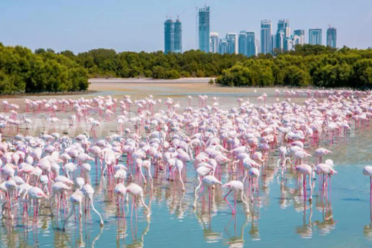 Ras Al Khor Wildlife 