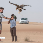 Dubai 5 Thrilling and Tranquil Falconry Experiences: Embrace the Majesty!