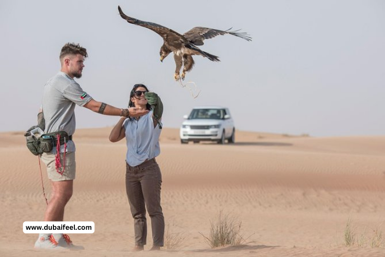 Dubai 5 Thrilling and Tranquil Falconry Experiences: Embrace the Majesty!
