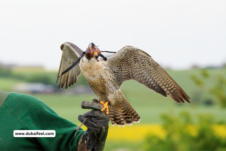 Falconry Experiences in Dubai