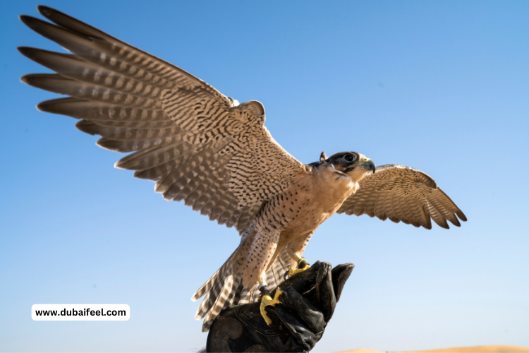 tickets Falconry Experiences in Dubai