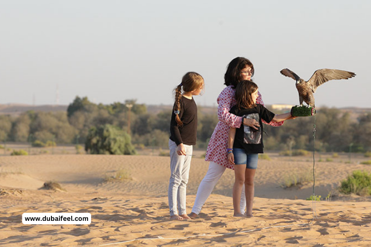 Falconry Experiences in Dubai