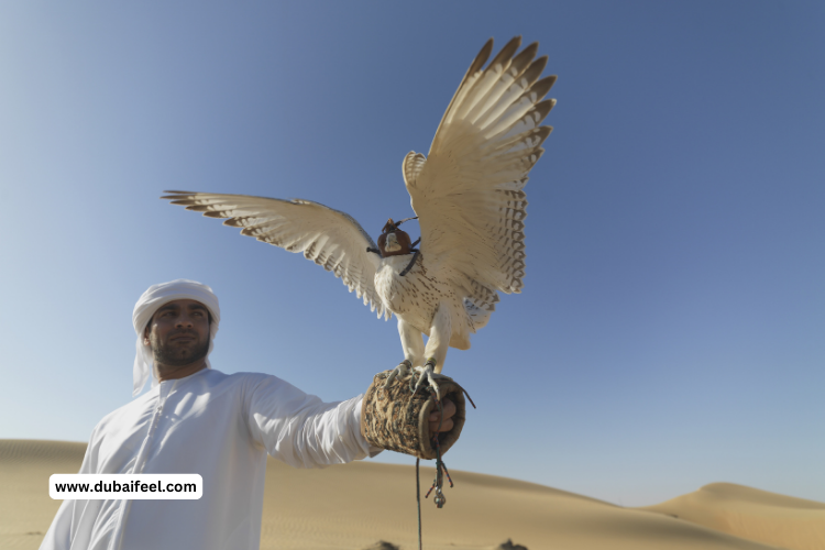 Falconry Experiences in Dubai