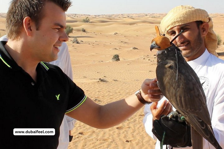 Falconry Experiences in Dubai