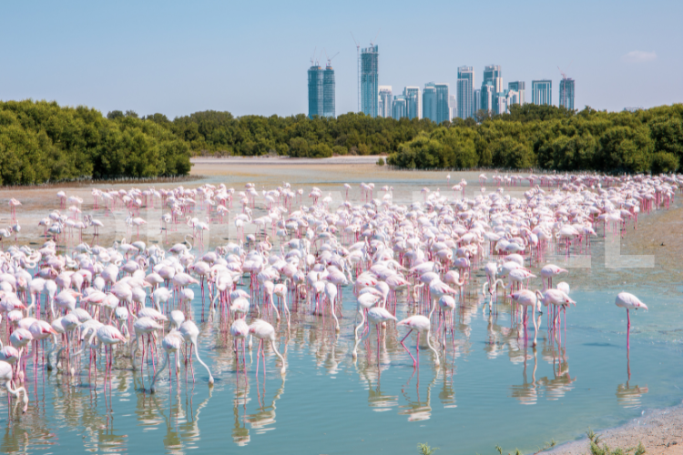 Birdwatching at Ras Al Khor:15 Free Things to Do in Dubai