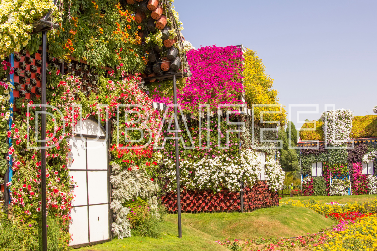 The Miracle Garden dubai