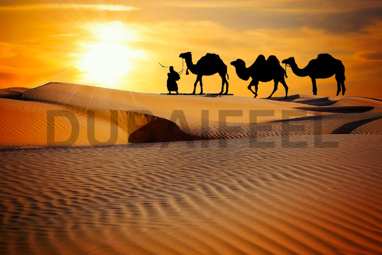 11 Ways to Have the Ultimate Dubai Desert Safari Adventure : @dubaifeel