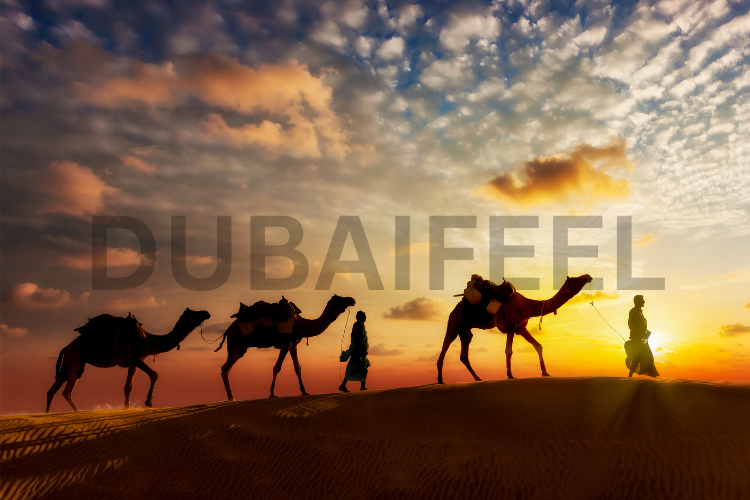 11 Ways to Have the Ultimate Dubai Desert Safari Adventure : @dubaifeel