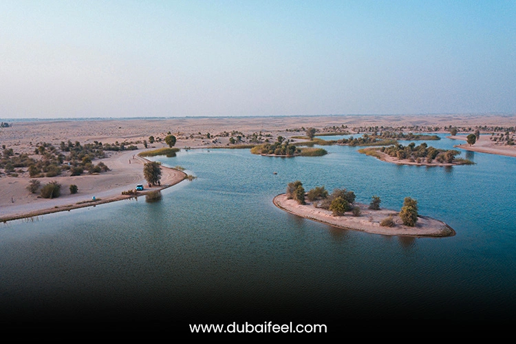 The Desert Oasis: Al Marmoom Conservation Reserve