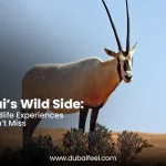 Top Wildlife Experiences