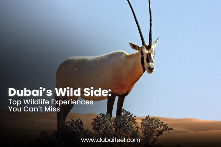 Top Wildlife Experiences