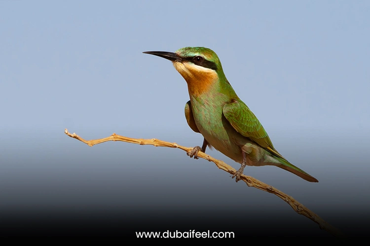 Dubai Desert Conservation Reserve