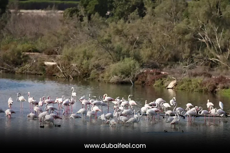 Ras Al Khor Wildlife Sanctuary